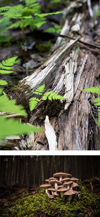 two photos. Top: a fern grows out of a log. bottom: mushrooms