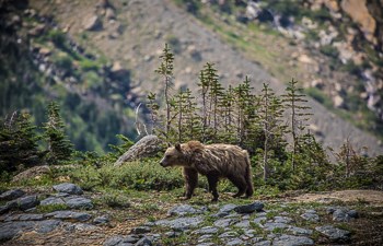 Grizzly Bear on the move through the mountains