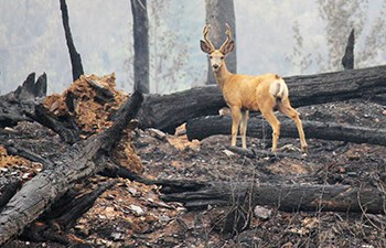 antlered deer stands amid burnt forest