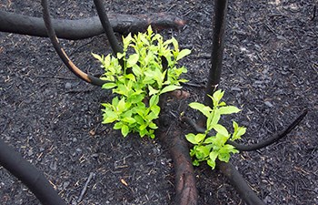 small green shrub grows amid charred branches in burnt ground