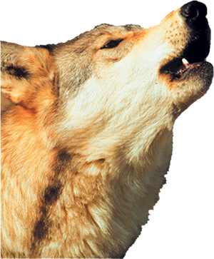Howling Wolf