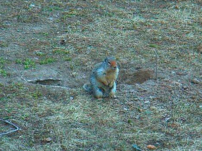 Ground Squirrel