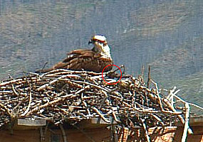 osprey nest with female and chick