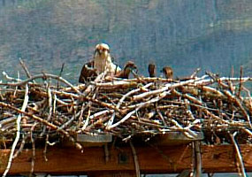 osprey chicks