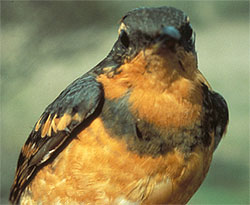 varied thrush