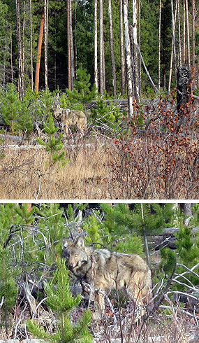 Wolf in the North FOrk