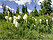 tiny image of beargrass
