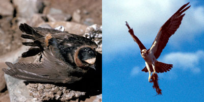 image of cliff swallow and osprey image of cliff swallow and osprey