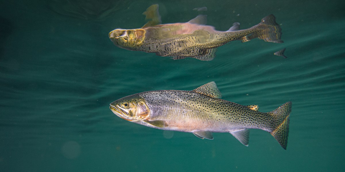 Fishing Glacier National Park (U.S. National Park Service)