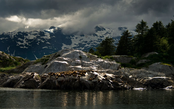 Sea lions at South Marble Island