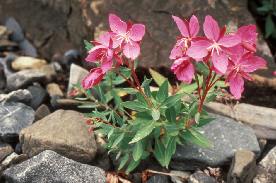 The lovely pink blossoms of fireweed