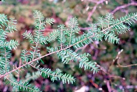 Hemlock branch