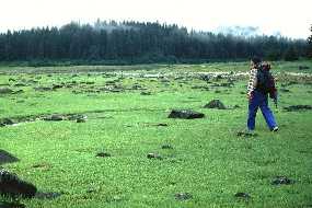 Intertidal zone