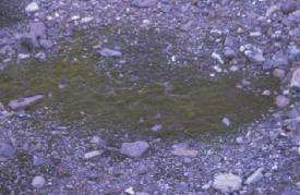 Moss beginning to colonize glacial till