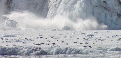 Johns Hopkins glacier calving and harbor seals on ice