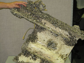 Mussel-encrusted lower unit