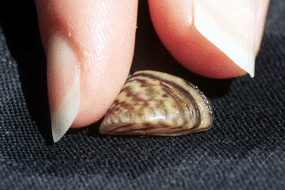 zebra mussel