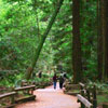 the main trail at Muir Woods