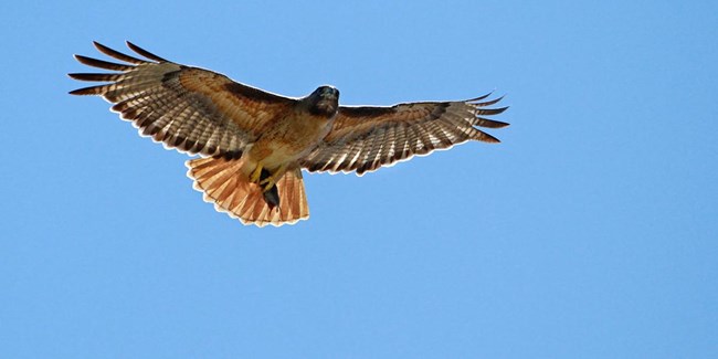 A red-tailed hawk flies with its wings outstretched amidst a blue sky.