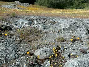 Photo of serpentinite outcrop with yellow flowers