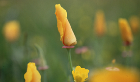 Sate flower California poppy