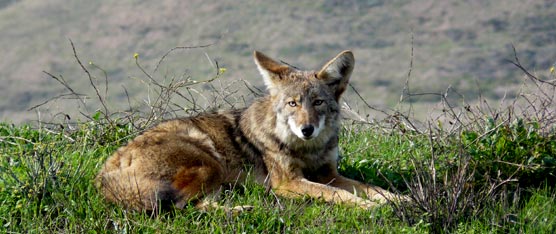 Coyotes are common to the Marin Headlands.