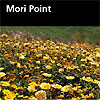 Mori Point brochure