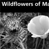 Wildflowers of Marin Checklist