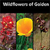 Wildflowers of the Golden Gate brochrue