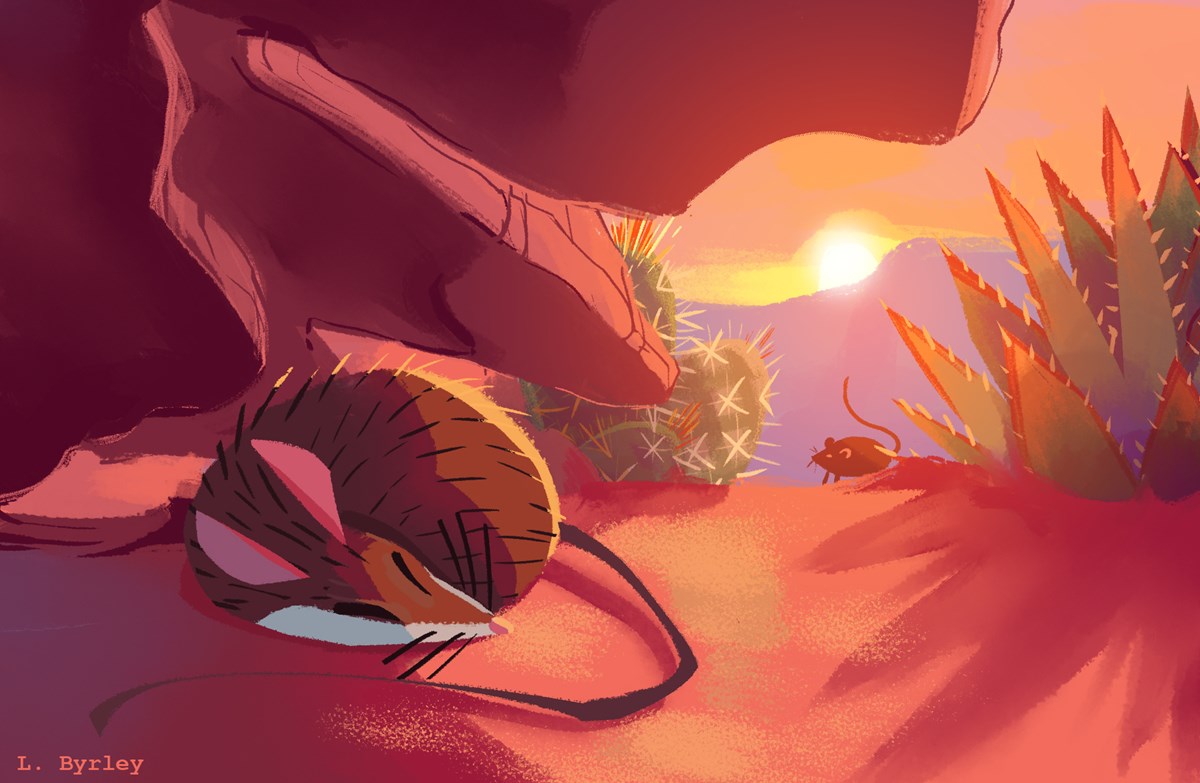 sunset. desert landscape bathed in reddish-orange light. One mouse is sleeping under a rock. second mouse approaching from the distance between cacti. 