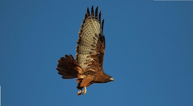 Hawk flying