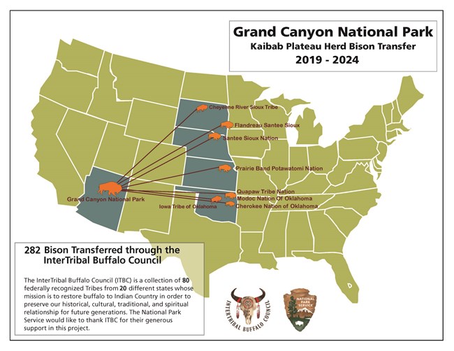 A map of the United States showing lines to various American Indian Tribes that have received bison from Grand Canyon National Park