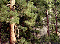 Ponderosa Pine Forest on the North Rim
