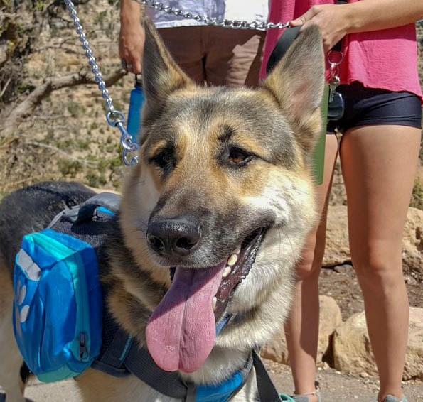 A German Shepard dog with two people in the background holding the end of a chair the is serving as  a leash for the dog.