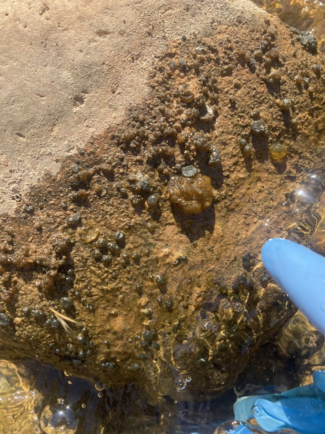 Brown bulbous postules on top of a rock that is submerged in water