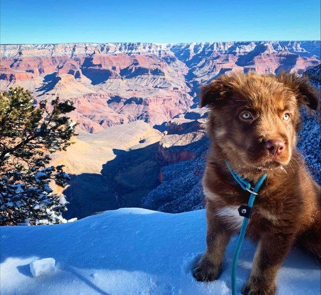 A leashed dogs sits perched on a wall blanketed with snow on the South Rim of Grand Canyon