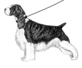 Dog Graphic