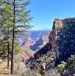 on the left a pine tree on a foreground ledge. on the right a cliff within the canyon landscape