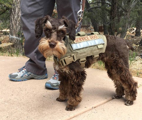 A small, brown, dog wearing a service dog vest attached to a leash, with the owners feet in the background.