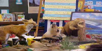stuffed animals (done by a taxidermist) displayed at Yorktown Elementary School classroom
