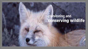 a picture of a fox with words