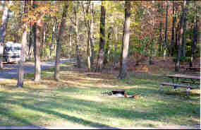 a picture of a campsite in the Greenbelt Park campground a picture of a campsite in the Greenbelt Park campground