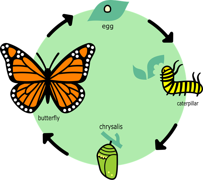 A diagram of butterfly's life cycle in a circle with arrows pointing from egg to catepillar to chrysalis to butterfly.