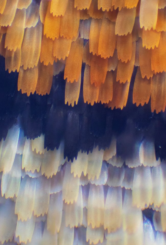 Transition of scales color on a butterfly wing (30x magnification).