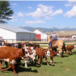 Roping calves for branding during Western Heritage Days weekend.