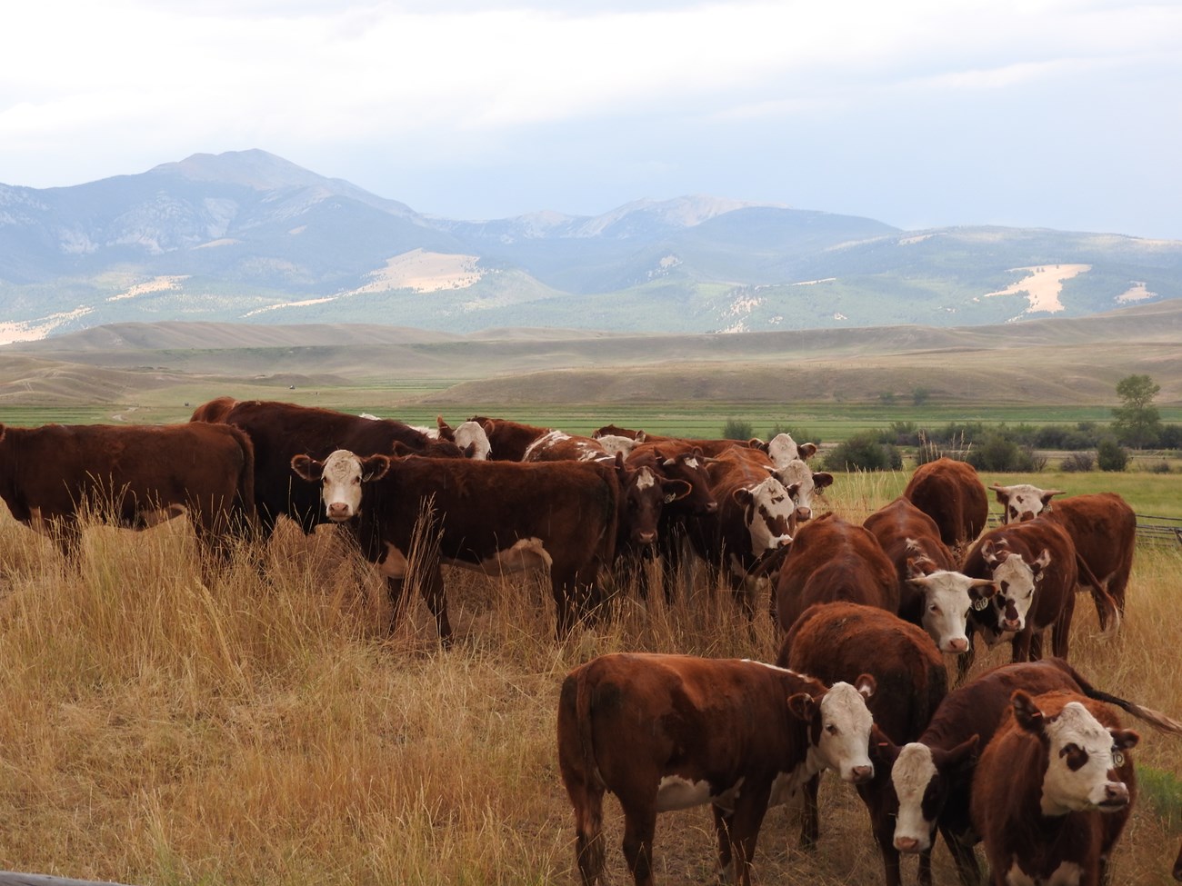 herd of red and white Hereford cattle in yellow tall grass, mountains in background
