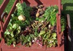 A wooden cart filled with produce from the kitchen gardens so important to winter survival for fur trade families. A wooden cart filled with produce from the kitchen gardens so important to winter survival for fur trade families.