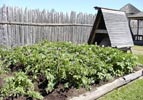 potato beds in the kitchen gardens potato beds in the kitchen gardens