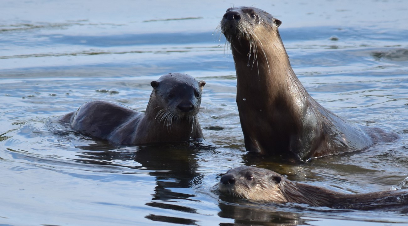 Three brown, wet animals (river otters) in the water.