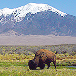 Bison on Grasslands